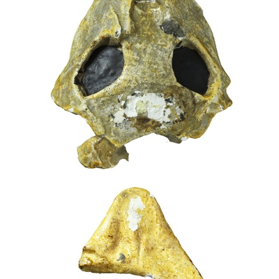 Trionyx vindobonensis