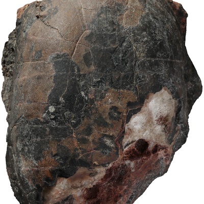 Emys orbicularis