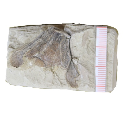 Rafetus bohemicus