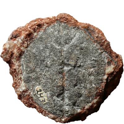 Testudo szalaii