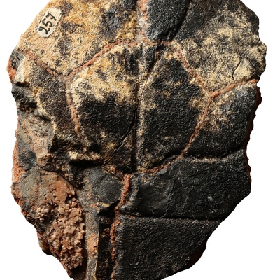 Testudo szalaii