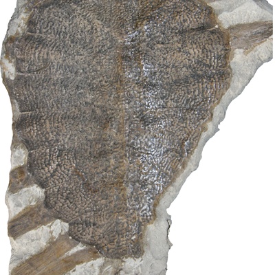 Rafetus bohemicus