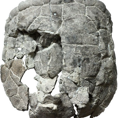 Proterochersis porebensis