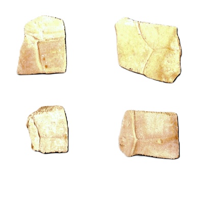 Emys orbicularis