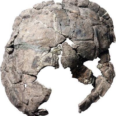 Proterochersis porebensis