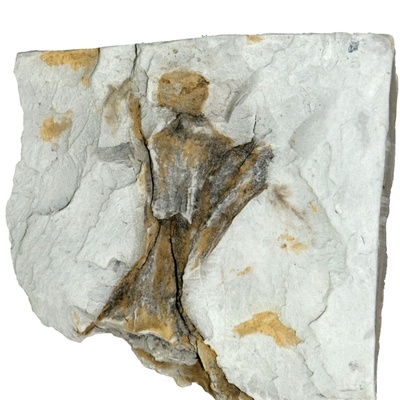 Rafetus bohemicus