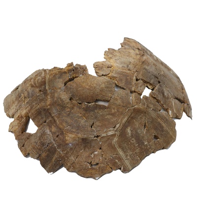 Titanochelon vitodurana