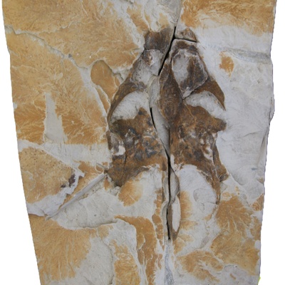 Rafetus bohemicus