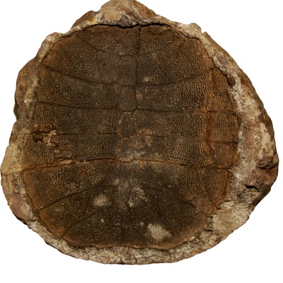 Rafetus bohemicus