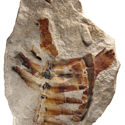 Protostegidae indet.