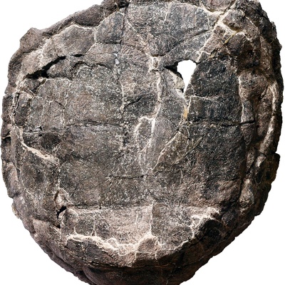 Proterochersis porebensis