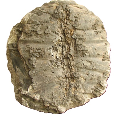 Rafetus bohemicus