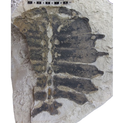 Rafetus bohemicus