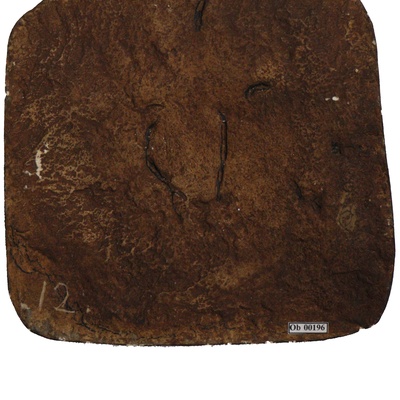 Protostegidae indet.