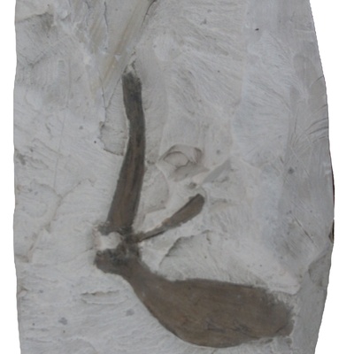 Rafetus bohemicus