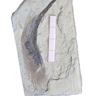 Rafetus bohemicus