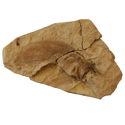 Rafetus bohemicus