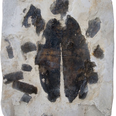 Ptychogaster sp.