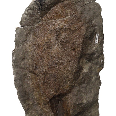 Protostegidae indet.