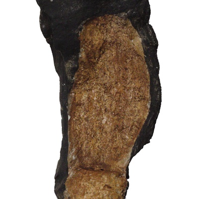Protostegidae indet.