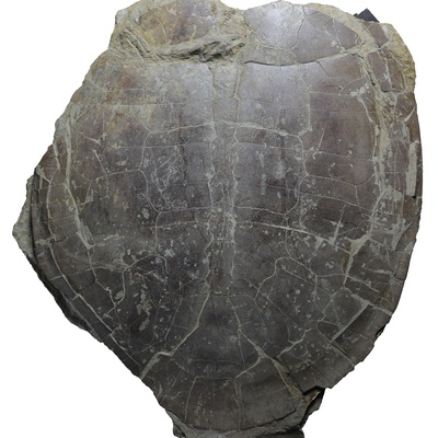 Pleurosternon sp.