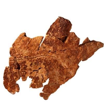 Titanochelon vitodurana