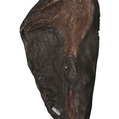 Protostegidae indet.