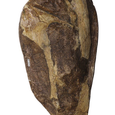 Protostegidae indet.