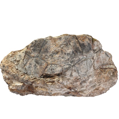Emys orbicularis