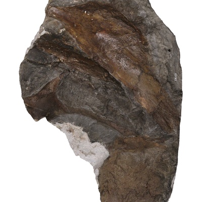 Protostegidae indet.