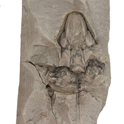 Rafetus bohemicus