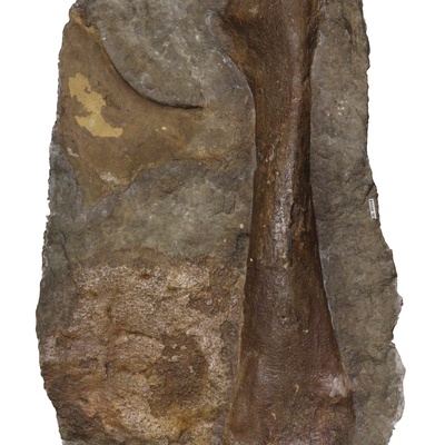 Protostegidae indet.