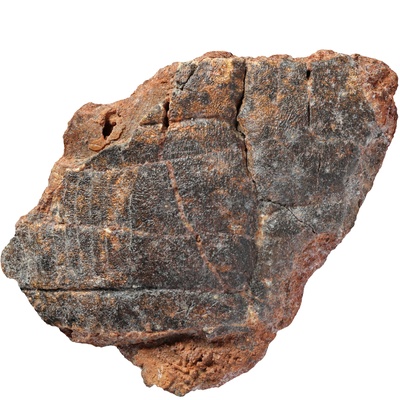 Testudo szalaii