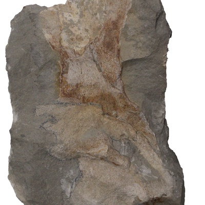 Protostegidae indet.