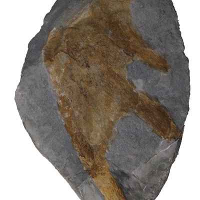 Protostegidae indet.
