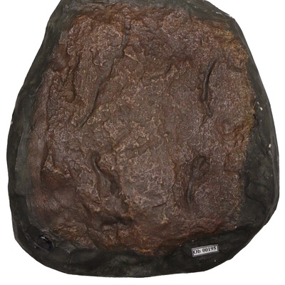Protostegidae indet.