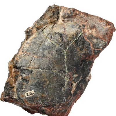 Testudo szalaii