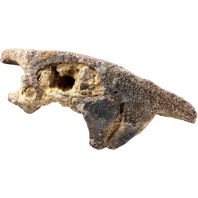 Proterochersis porebensis