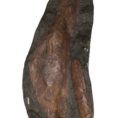 Protostegidae indet.