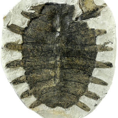 Rafetus bohemicus