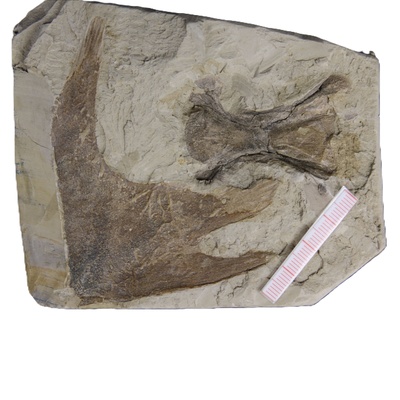 Rafetus bohemicus