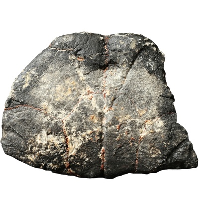 Testudo szalaii