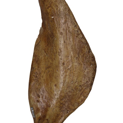 Protostegidae indet.