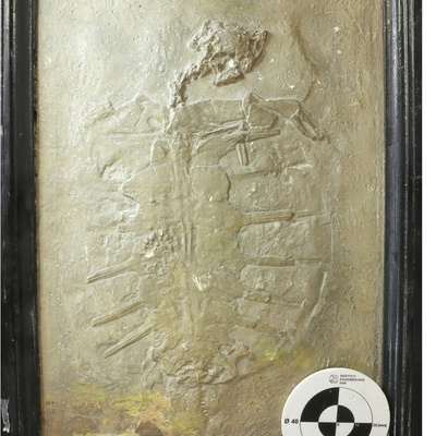 Palaeomedusa testa