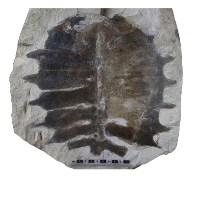 Rafetus bohemicus