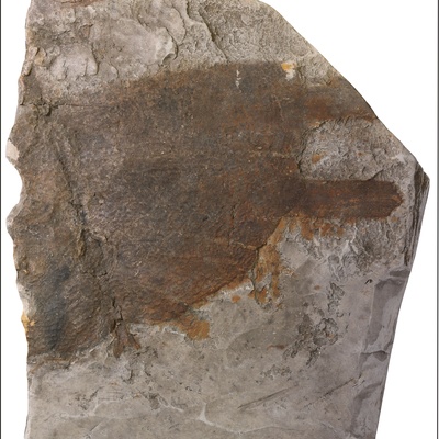 Rafetus bohemicus