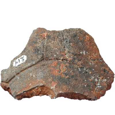 Testudo szalaii