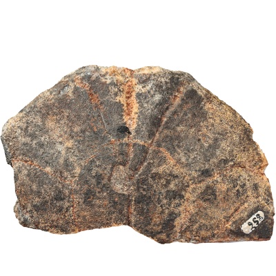 Testudo szalaii