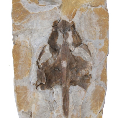 Rafetus bohemicus