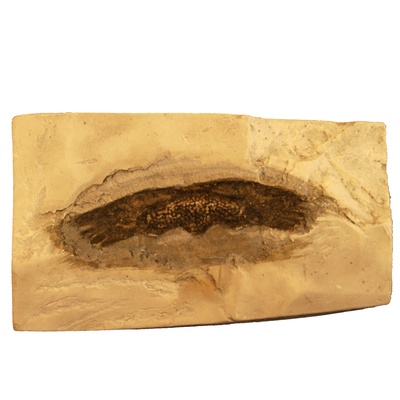 Rafetus bohemicus